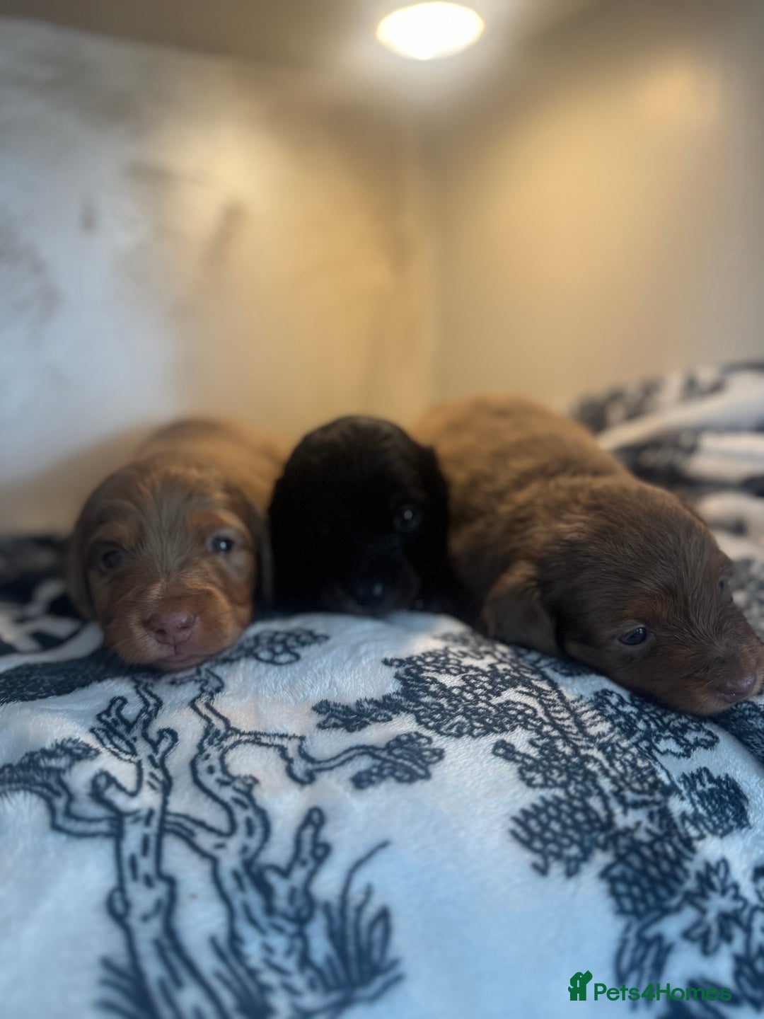 Miniature Dachshund dogs for sale: 3 Beautiful miniature longhair dachshund puppies - Image 17