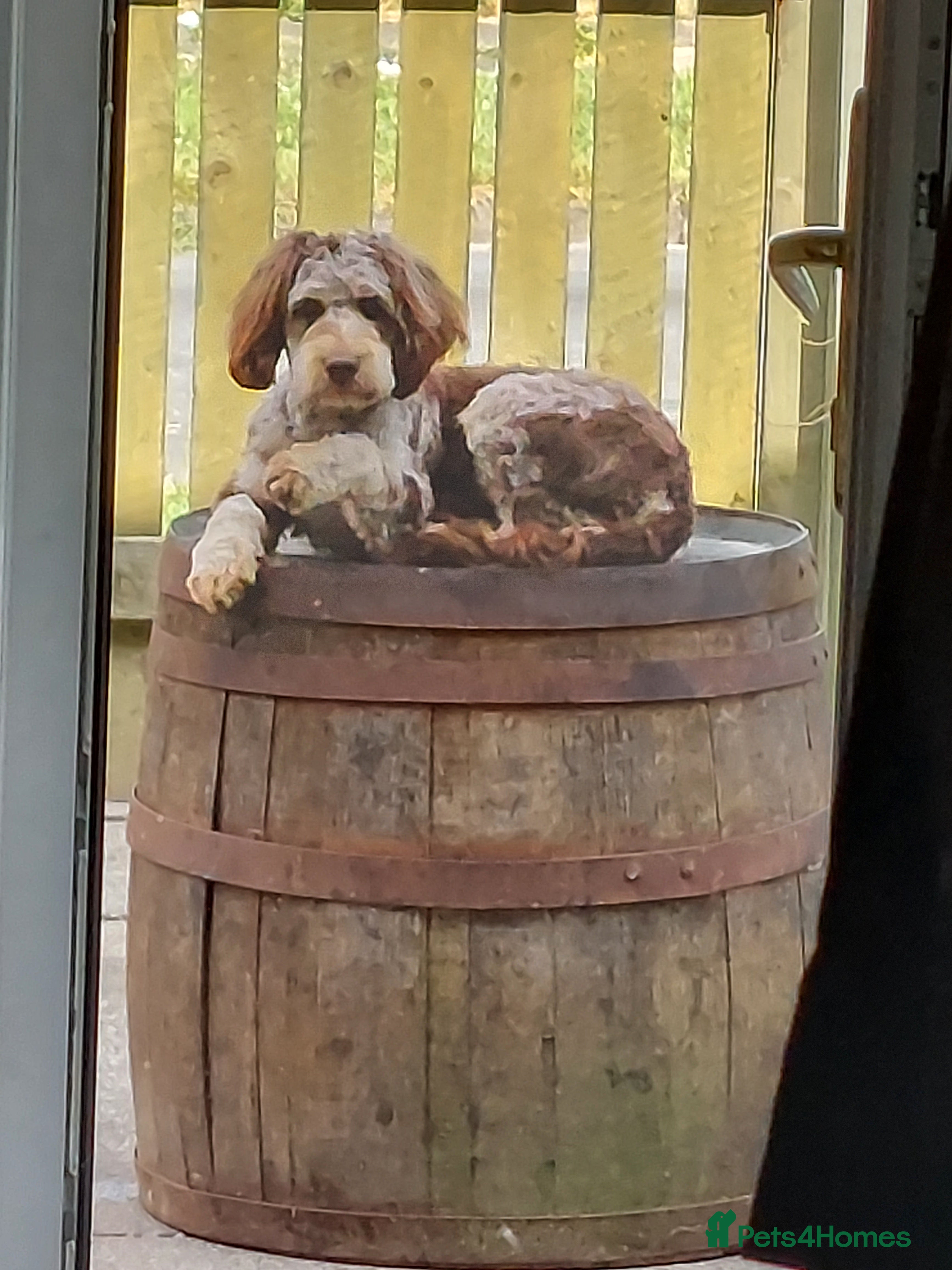 Cockapoo dogs Mr Bailey  - Advert 2