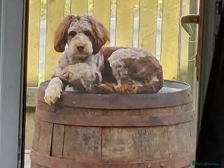 Cockapoo dogs Mr Bailey - Advert 2