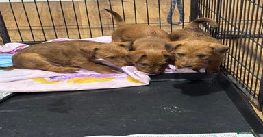 Irish Terrier dogs - Advert 10