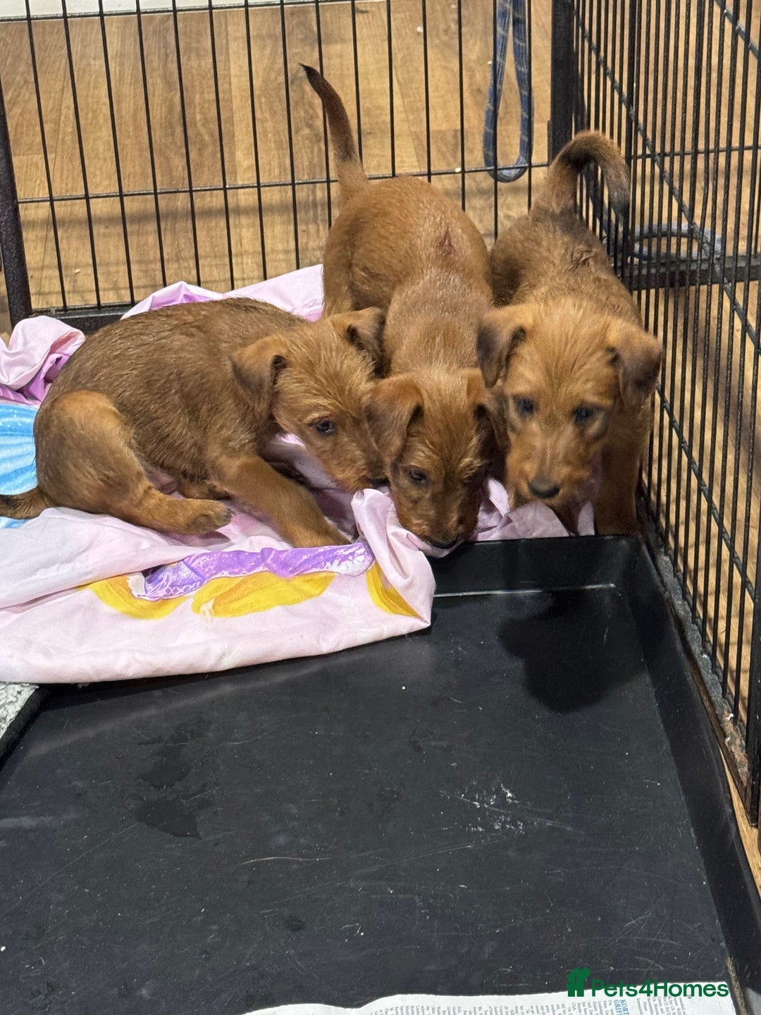 Irish Terrier dogs for sale: Kennel club registered Irish Terrier Puppies - Image 2