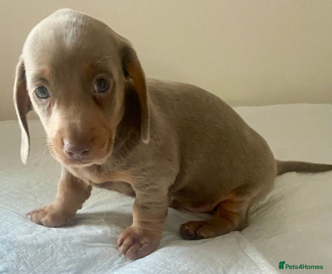 Dachshund dogs for sale: ‼️Isabel and tan miniature boy‼️ready now ‼️ - Image 2