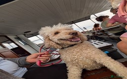 Labradoodle dogs for sale: Stunning F1B mini labradoodles  - Image 5