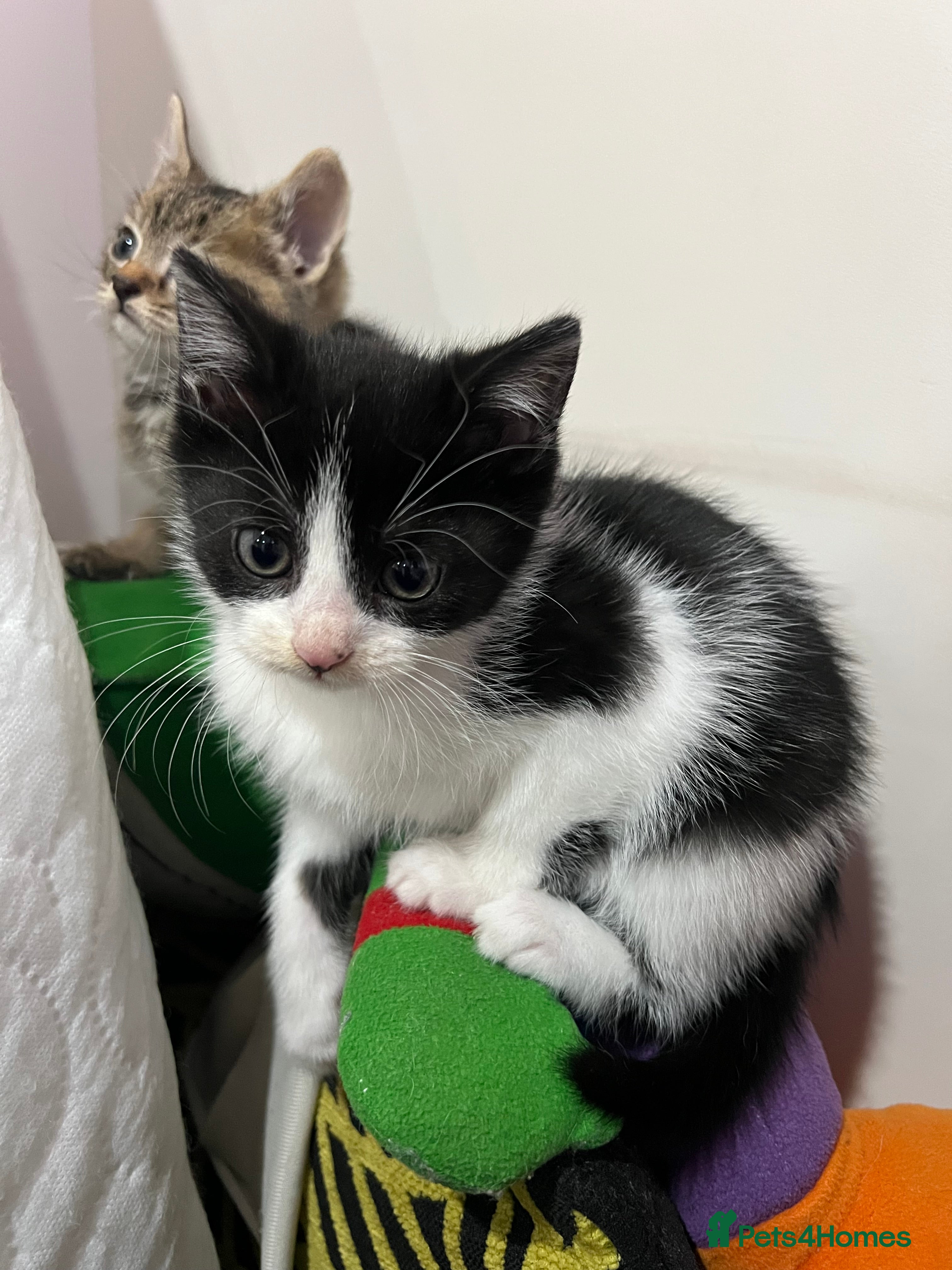 Mixed Breed cats Last adorable kitten looking for loving home!  - Advert 14
