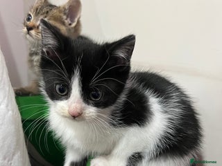 Mixed Breed cats - Advert 2