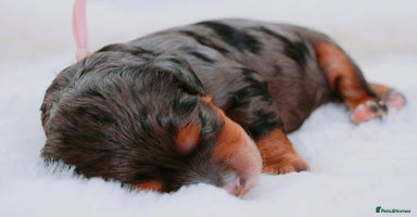 Cavapoo dogs - Advert 3