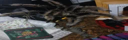 Tarantulas invertebrates for sale: FULL SETUP INC Female Golden knee tarantula - Advert 5