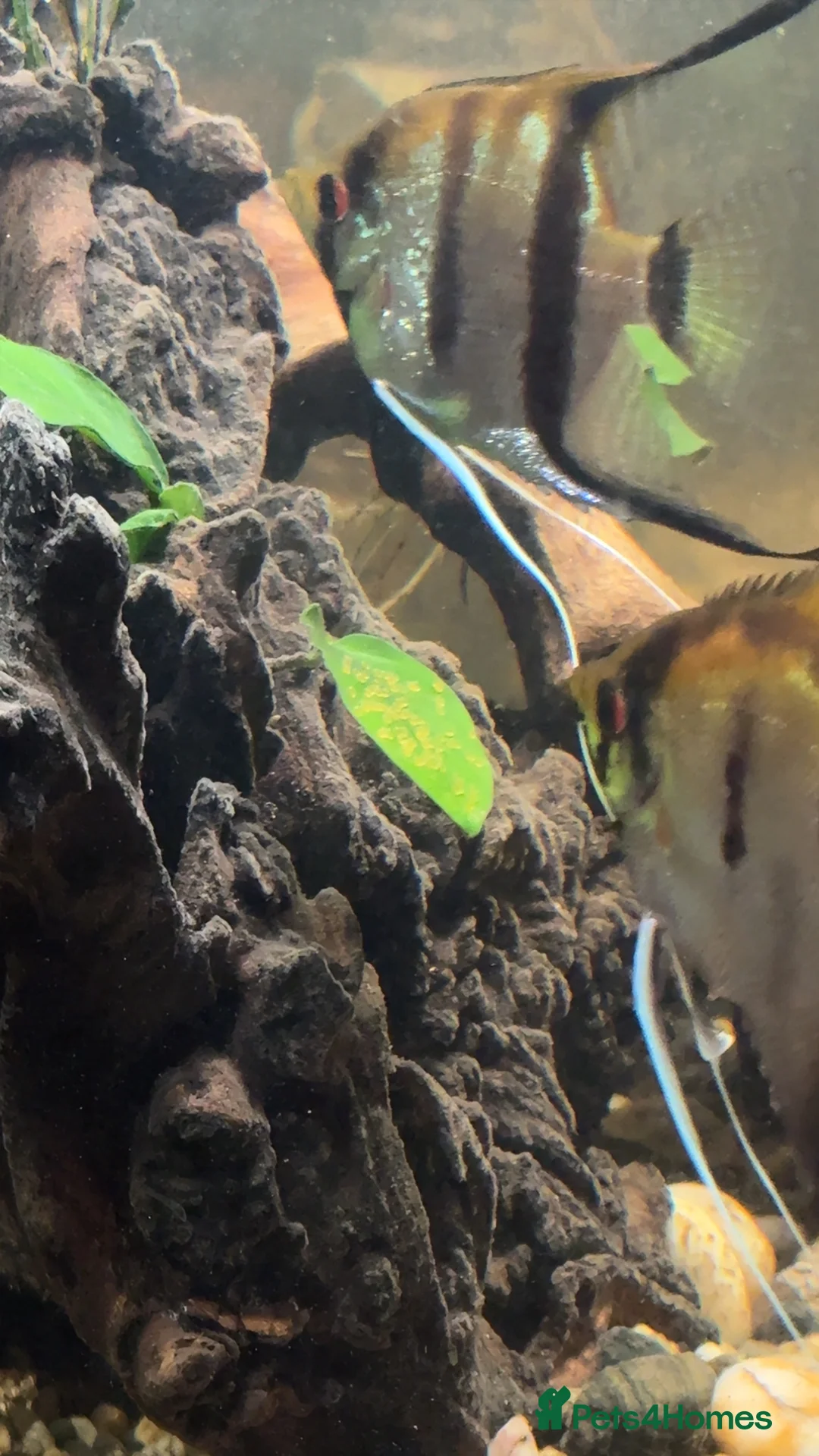 Bettas fish for sale: 8 Angelfish 1 female Betta  - Advert 2