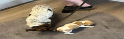 Jack Russell dogs for sale: Jack Russell pups in Leighton Buzzard - Advert 11