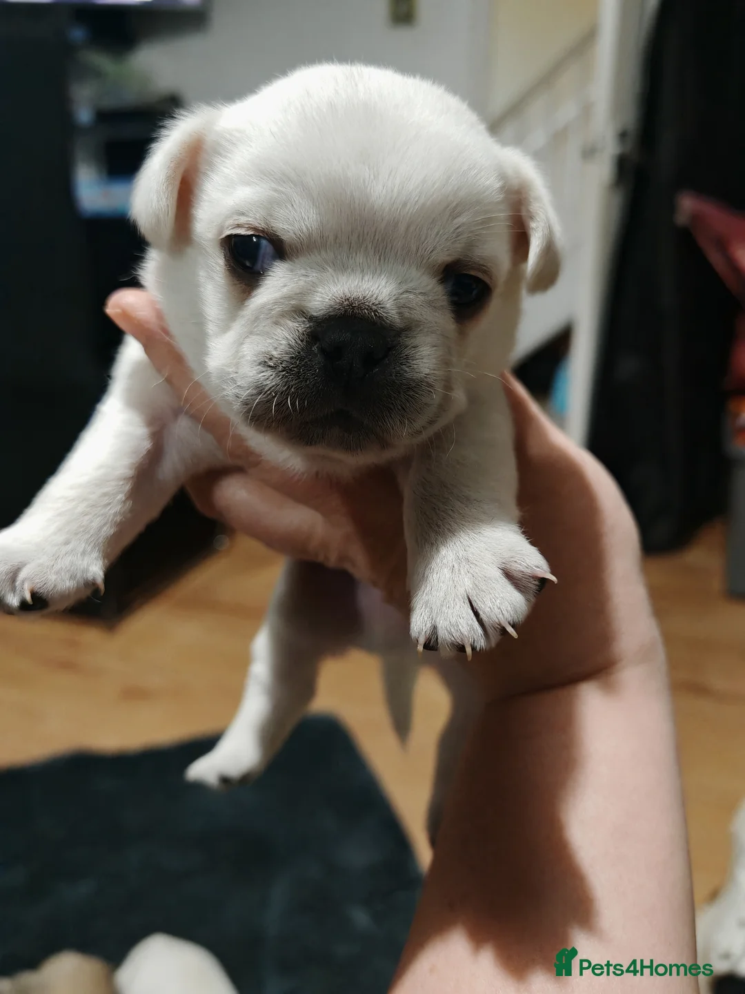 Frug dogs for sale: Frug puppies  - Advert 7