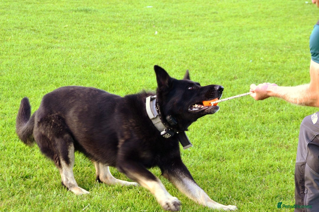 Mixed Breed dogs for sale: Czech shepherd x Belgium malinois - Image 7