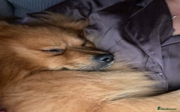 Pomeranian dogs for sale: Gorgeous boy pom - Image 5