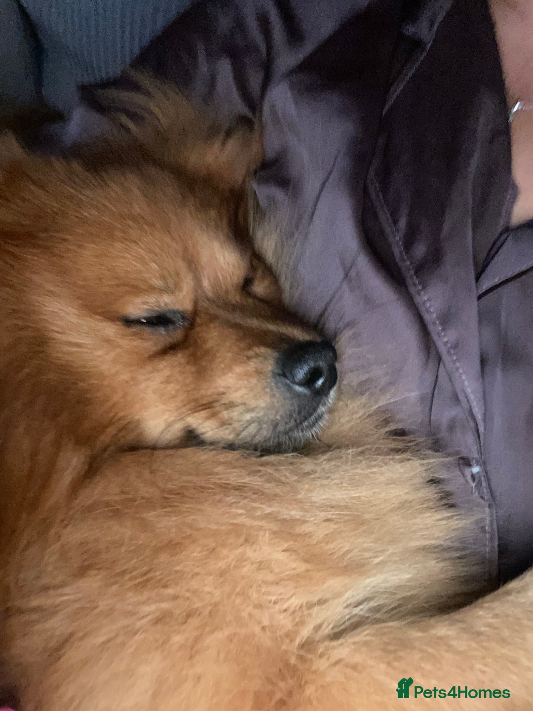 Pomeranian dogs for sale: Gorgeous boy pom - Image 5