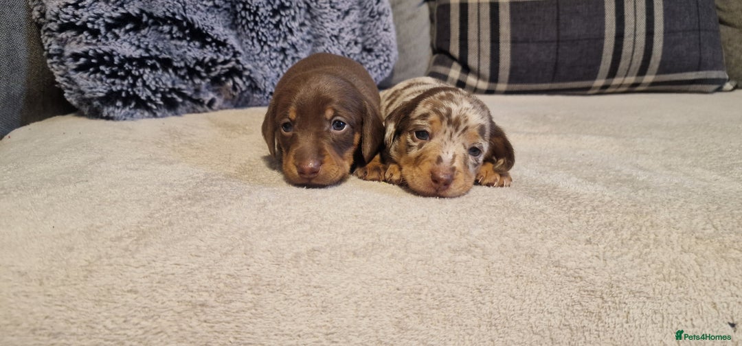 Miniature Dachshund dogs for sale: NICE PUPPPIES MINI DACHSHUND  - Advert 7