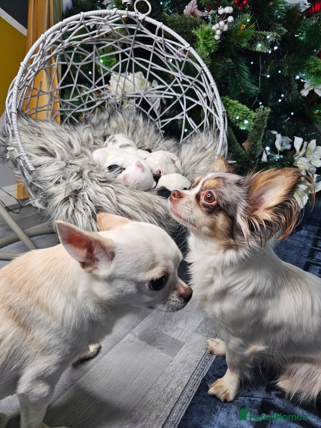 Chihuahua dogs for sale: Russian Chihuahua  - Advert 1