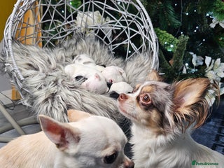 Chihuahua dogs Russian Chihuahua - Advert 1