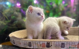 Scottish Fold cats for sale: TICA Full Pedigree kitten available  - Image 15