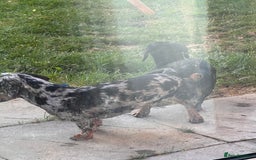 Miniature Dachshund dogs for stud: SLINKY  - Image 6