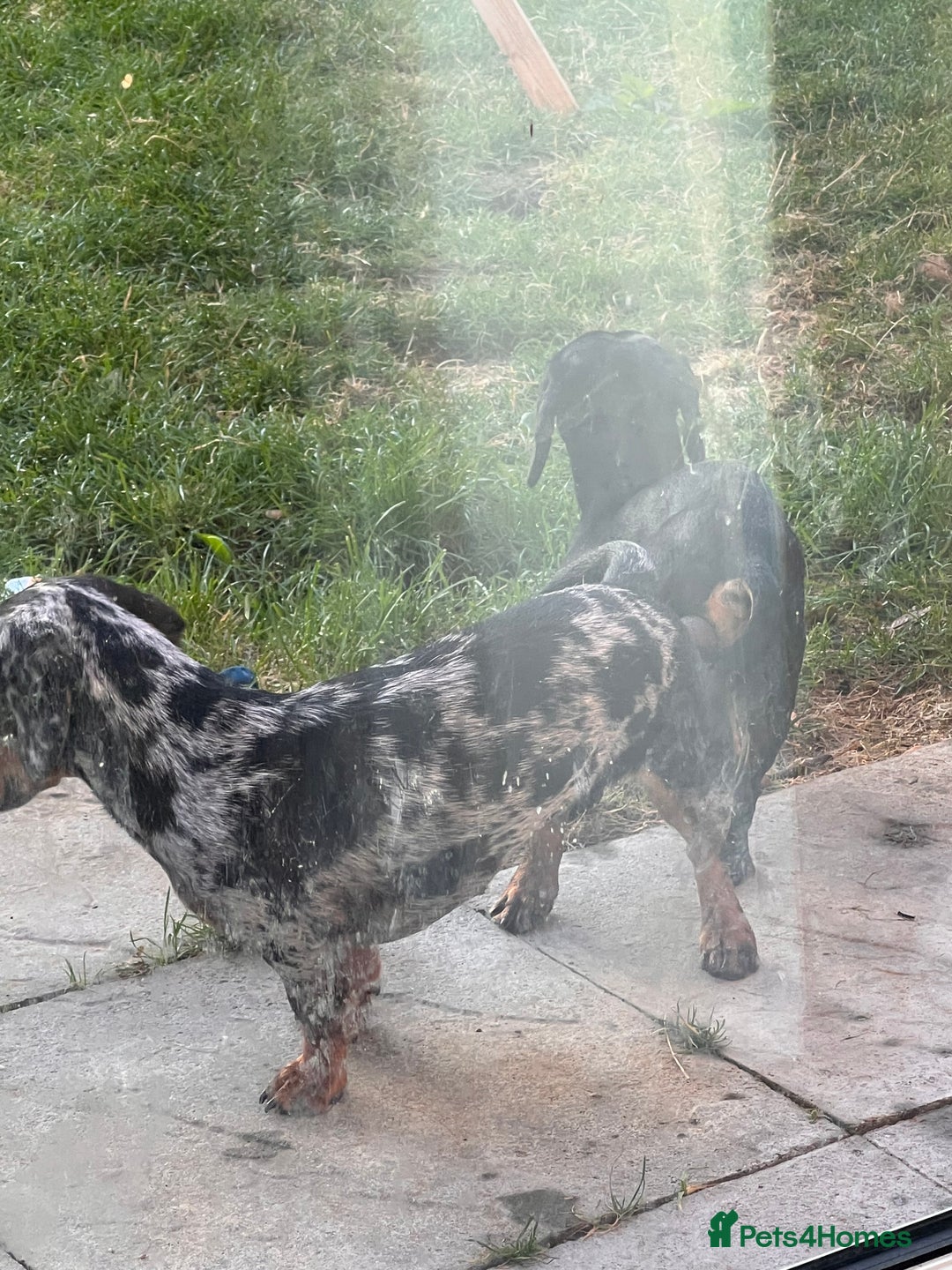 Miniature Dachshund dogs for stud: SLINKY  - Image 6
