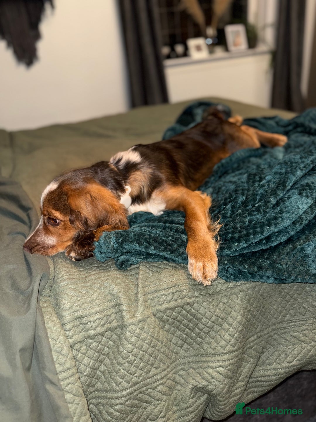 Cocker Spaniel dogs for sale: Working cocker for sale (Mylo)  - Image 3