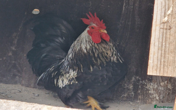 Chickens poultry for sale: Beautiful Bantam Chickens for Sale - Roos & Hens! - Image 3