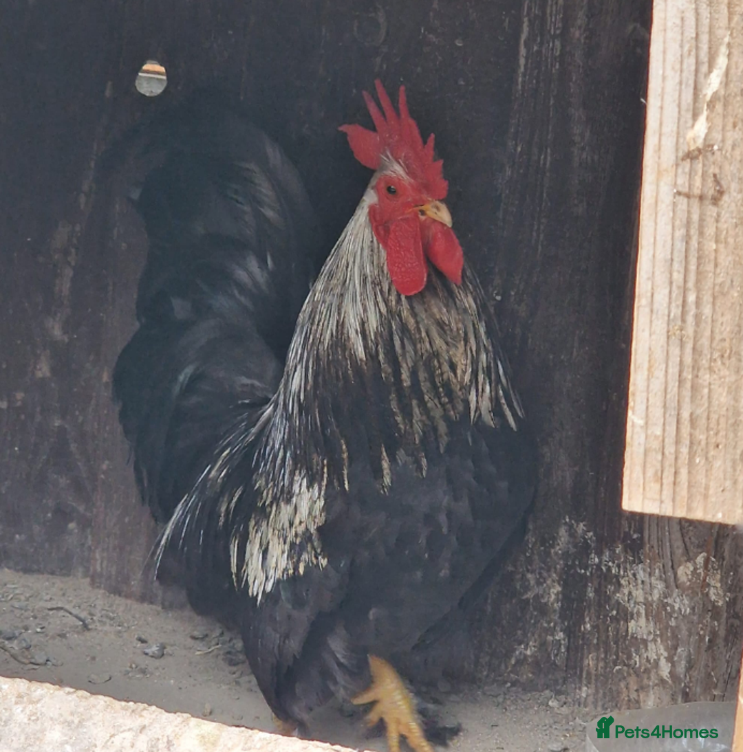Chickens poultry for sale: Beautiful Bantam Chickens for Sale - Roos & Hens! - Image 3