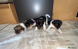Jack Russell dogs for sale: Short legged jack Russel puppies - Image 5