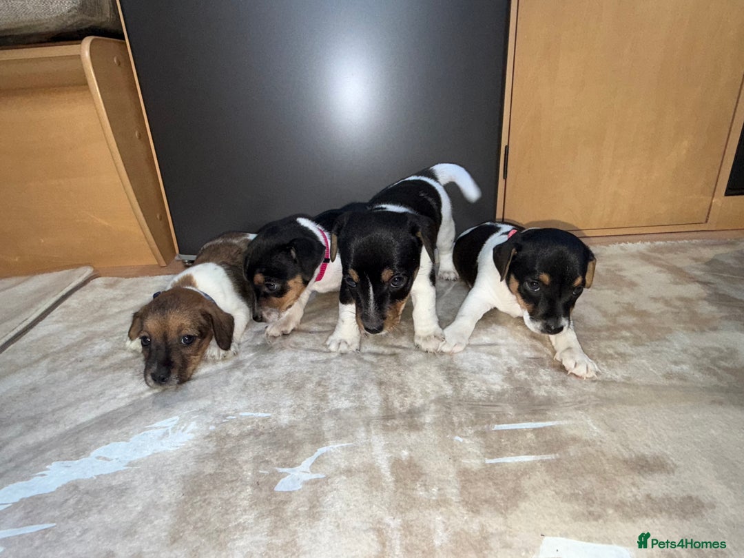 Jack Russell dogs for sale: Short legged jack Russel puppies - Image 5