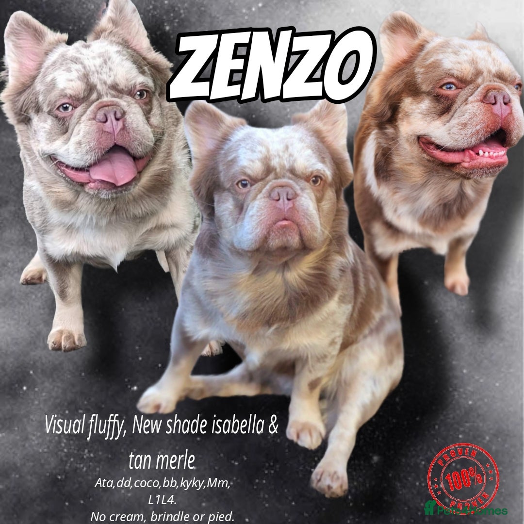 French Bulldog dogs Zenzo Fluffy Stud  - Advert 6