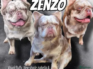 French Bulldog dogs Zenzo Fluffy Stud - Advert 6