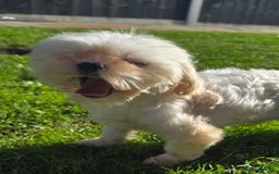 Maltese dogs for stud: Tiny Maltese Stud  - Image 2