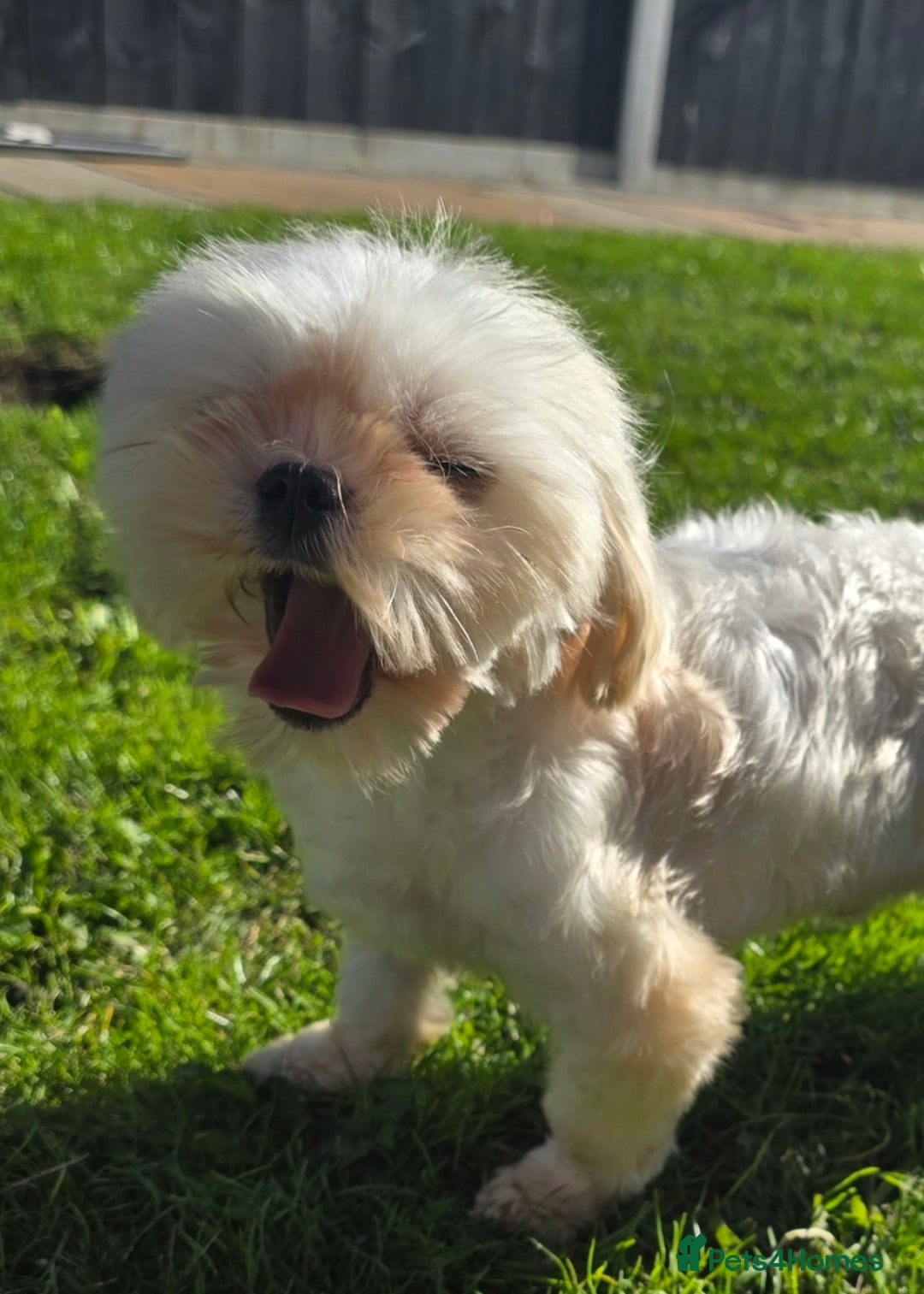 Maltese dogs for stud: Tiny Maltese Stud  - Image 2
