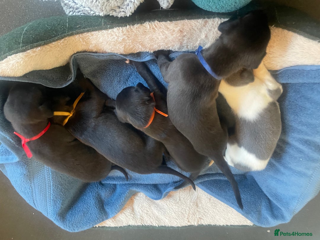 Whippet dogs for sale: Beautiful whippet puppies  - Advert 4