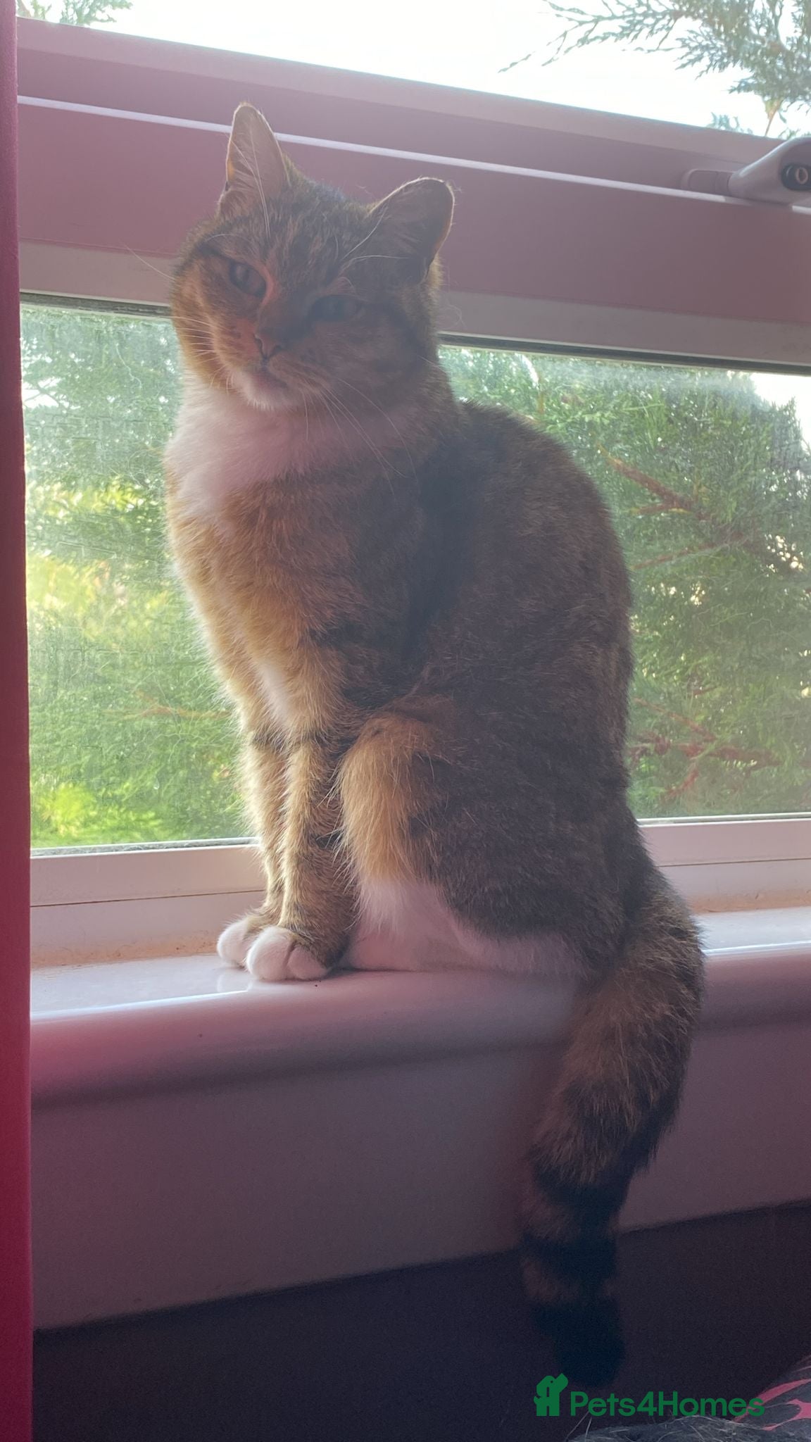 Mixed Breed cats Luna Cat - Advert 13