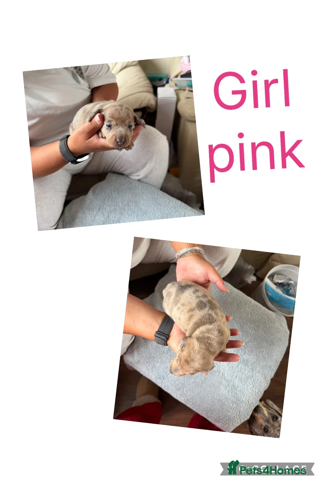 Miniature Dachshund dogs for sale: Miniature dachshunds looking for a forever home - Advert 6