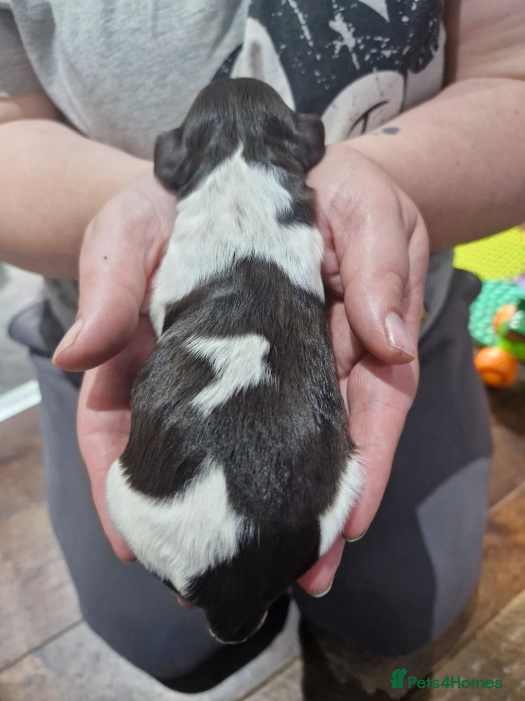 Sproodle dogs for sale: F1 Parti Sproodles 💥 REDUCED 💥 LAST TWO MALES 💥 in Kidderminster - Image 18