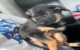 German Shepherd dogs for sale: 2 German Shepherd females puppies  - Image 3