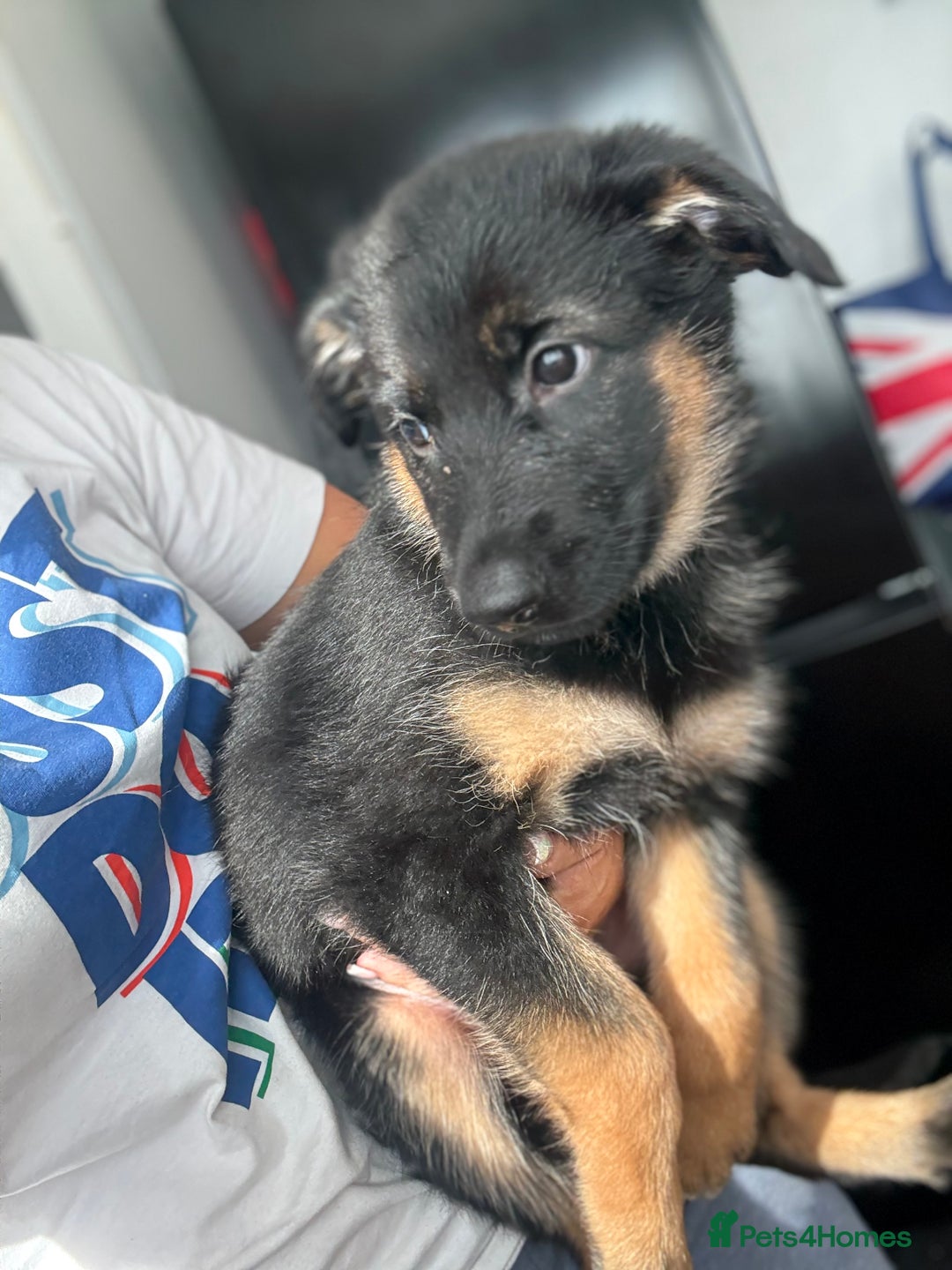 German Shepherd dogs for sale: 2 German Shepherd females puppies  - Image 3