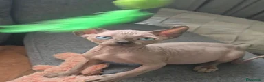 Sphynx 3