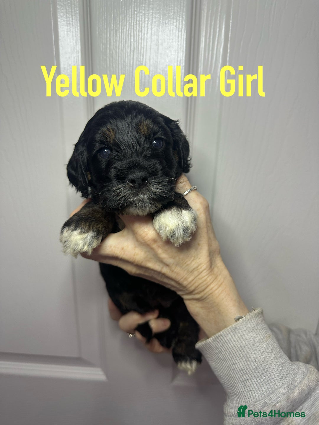 Cockapoo dogs for sale: Cockerpoo puppies  - Advert 28