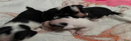 Mixed Breed dogs for sale: Gorgeous little Parson x Jack Russell babies  - Advert 4