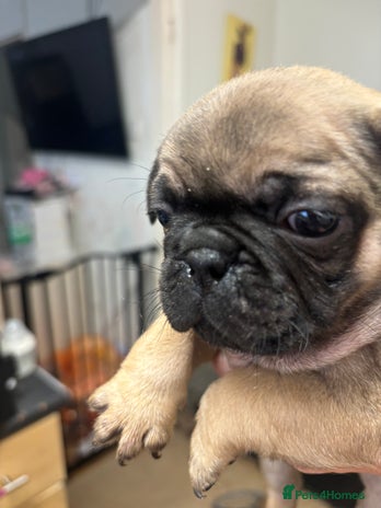 Frug dogs - Advert 1