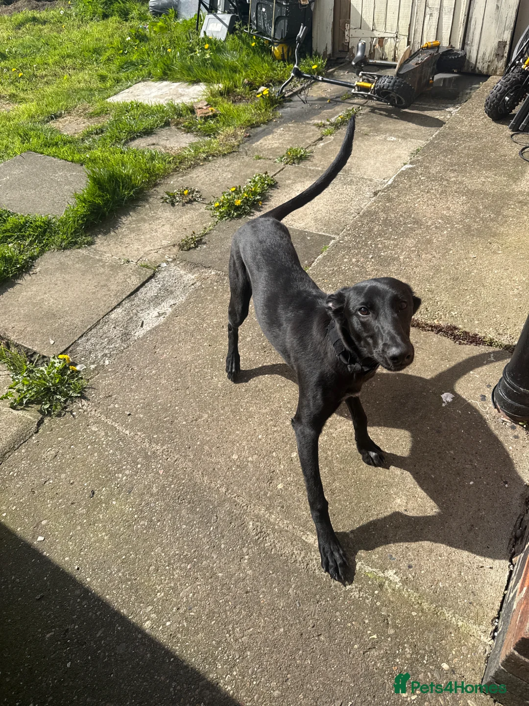 Mixed Breed dogs for sale: Cross between a grey hound and Mali shepherd in Nottingham - Advert 2