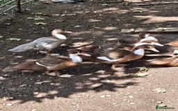 Ducks poultry for sale: Young Muscovy Ducks - Image 4