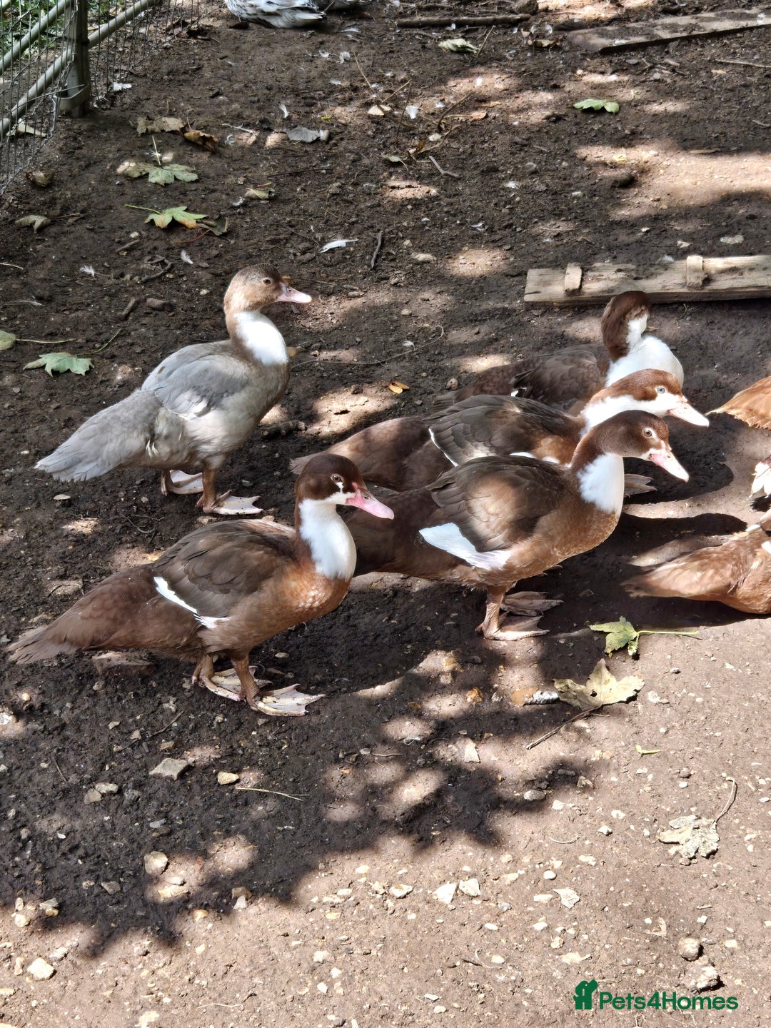 Ducks poultry for sale: Young Muscovy Ducks - Image 4