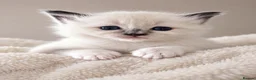Ragdoll cats for stud: *stud*Gccf & tica entire active bluepoint ragdoll - Advert 5