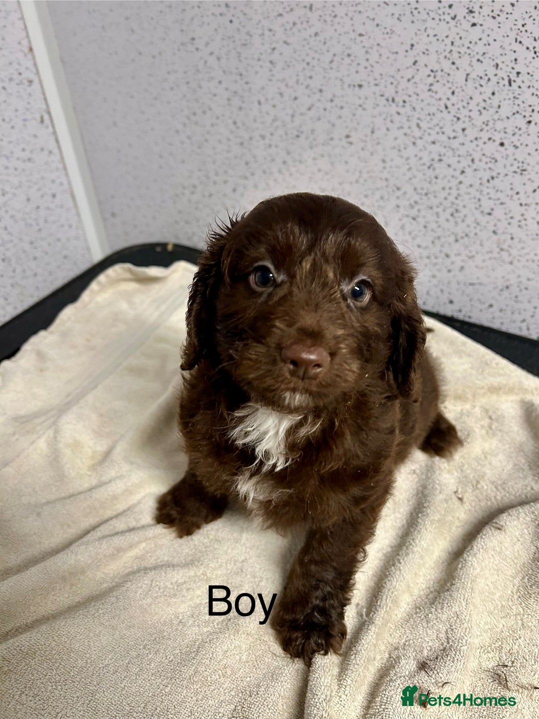 Cockapoo dogs for sale: Stunning f1 cockerpoo puppies for loving homes  - Advert 4