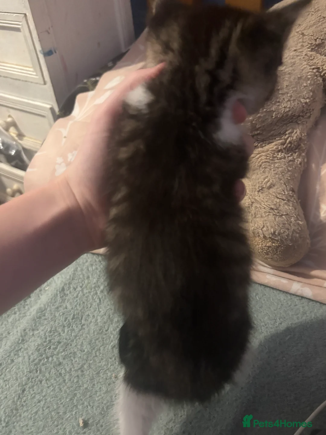 Mixed Breed cats for sale: White and grey Tabby 1M/1F ready 19 Feb - Advert 7