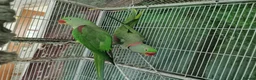Parrots birds for sale: Pair Alexandrine Parakeets + Tall Wheeled Cage in Cannock - Advert 1