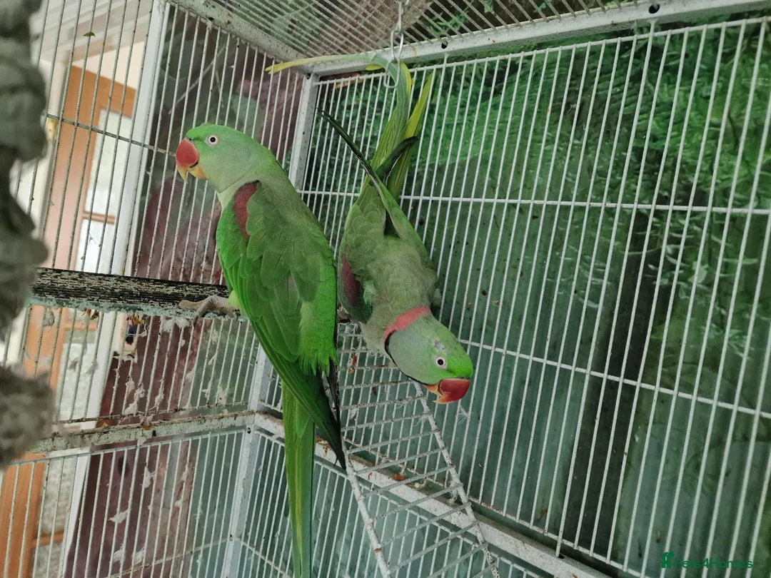Parrots birds for sale: Pair Alexandrine Parakeets + Tall Wheeled Cage in Cannock - Advert 1